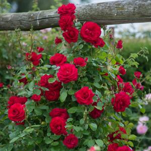 Climbing Rose Red Plant