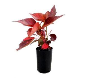 Acalypha Red